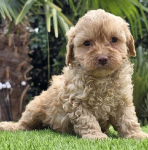 Figo – F1, golden Cavapoo Welpen kaufen