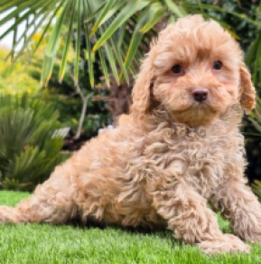 Cavapoo puppy for sale