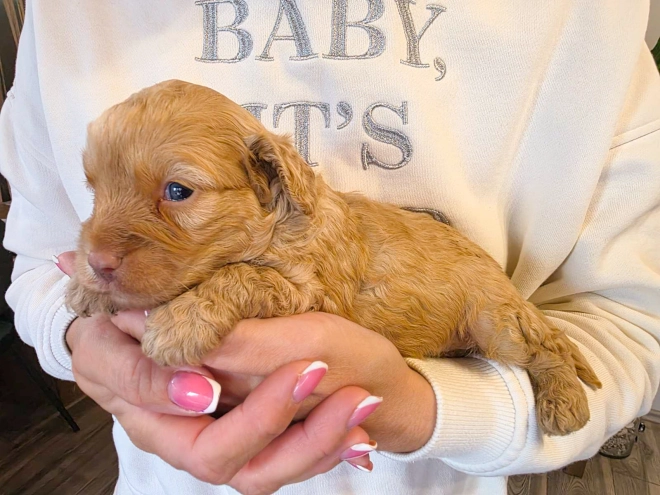 Cavapoo puppy for sale
