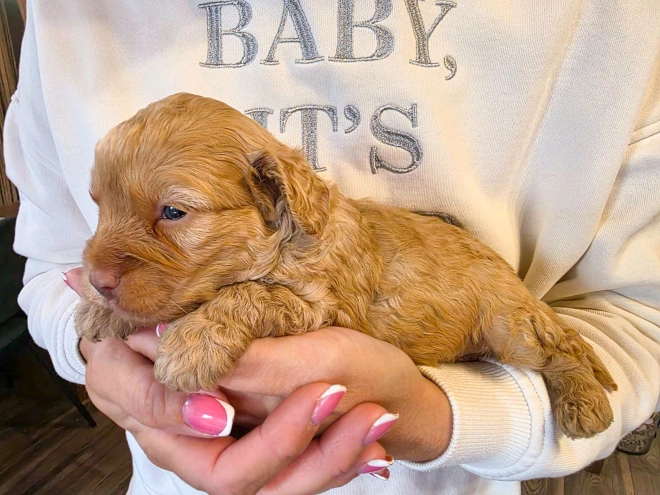Cavapoo puppy for sale