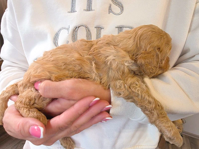 Cavapoo puppy for sale