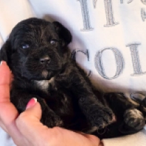 Black Jack – F1, black Cavapoo for sale