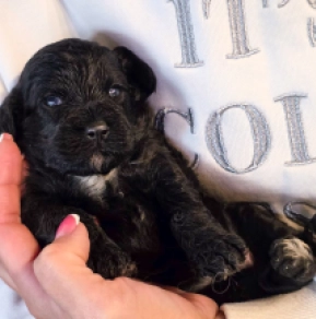 Cavapoo puppy for sale