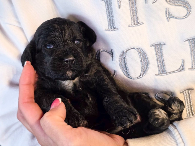 Cavapoo puppy for sale
