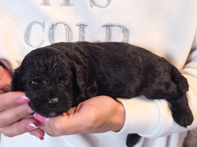 Cavapoo puppy for sale
