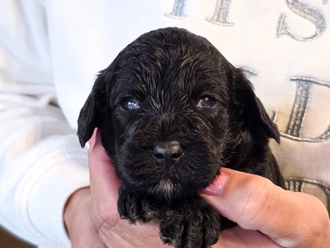 Cavapoo puppy for sale