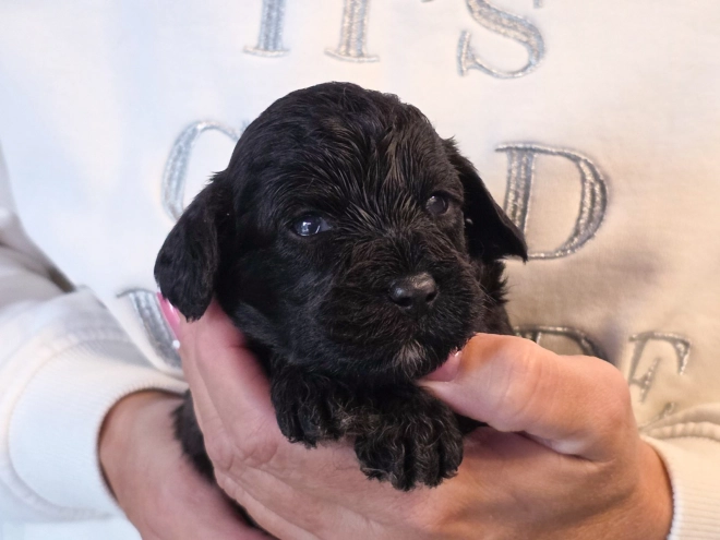Cavapoo puppy for sale