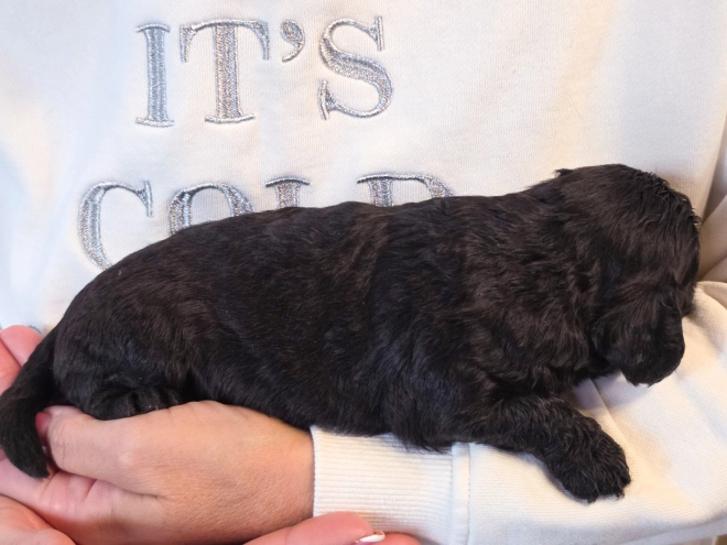 Cavapoo puppy for sale