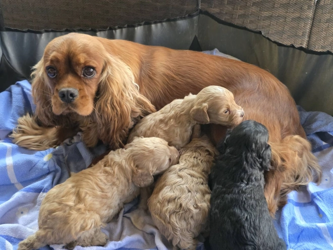 Cavapoo puppy for sale