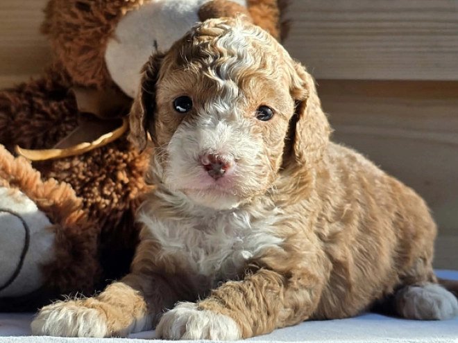Cavapoo Welpe kaufen