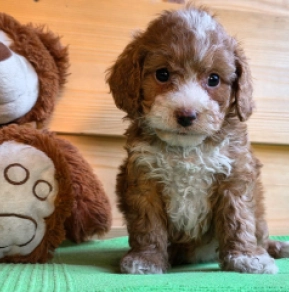 Cavapoo Welpe kaufen