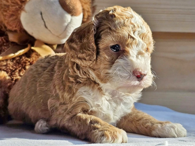 Cavapoo Welpe kaufen