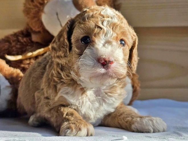Cavapoo Welpe kaufen