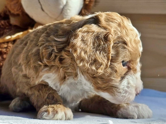 Cavapoo Welpe kaufen