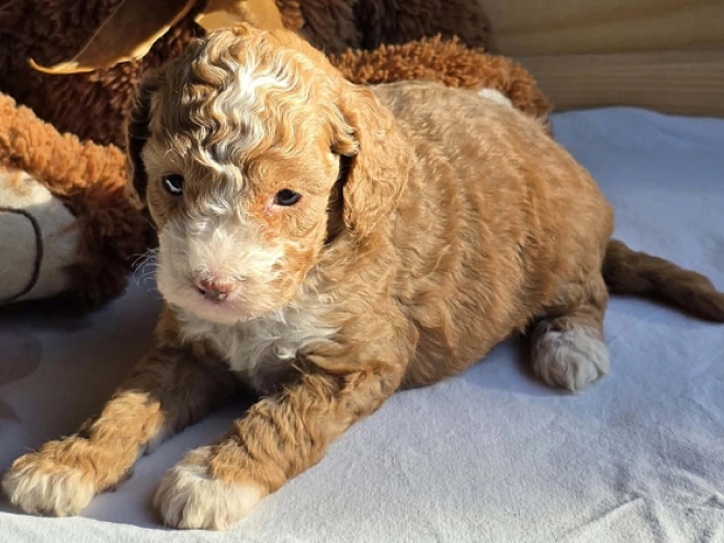 Cavapoo Welpe kaufen