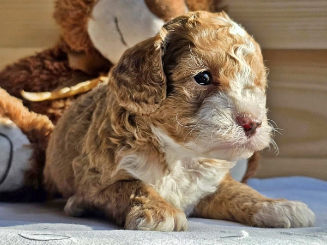 Cavapoo Welpe kaufen