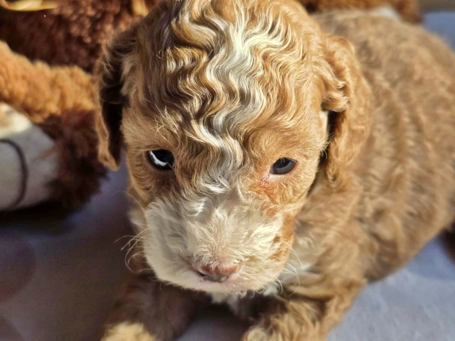 Cavapoo Welpe kaufen