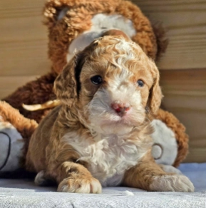 Cavapoo Welpe kaufen