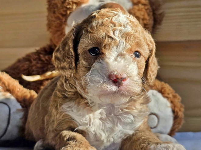 Cavapoo Welpe kaufen
