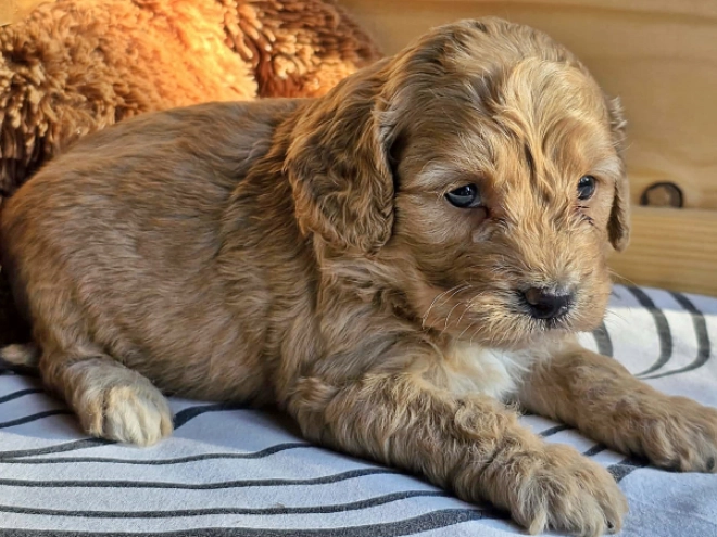 Cavapoo Welpe kaufen