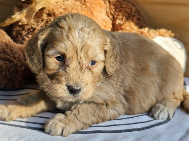 Cavapoo Welpe kaufen