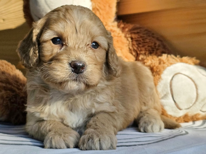 Cavapoo Welpe kaufen