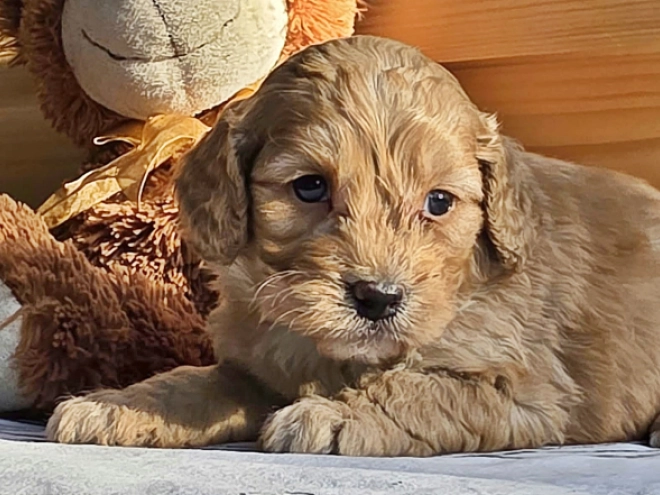 Cavapoo Welpe kaufen