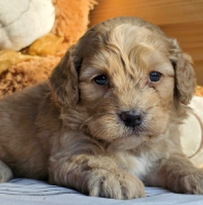 Cavapoo Welpe kaufen