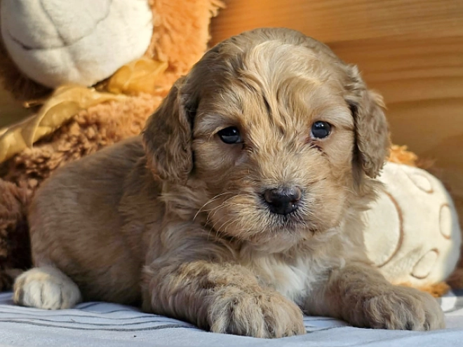 Cavapoo Welpe kaufen