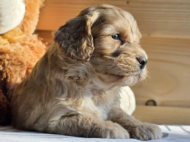 Cavapoo Welpe kaufen