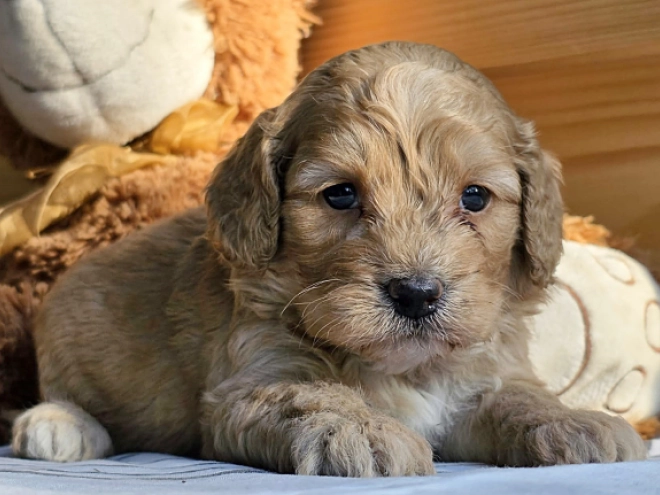Cavapoo Welpe kaufen