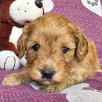 Bree – F1, golden Cavapoo Welpen kaufen