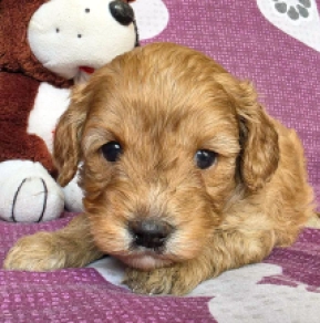 Cavapoo Welpe kaufen