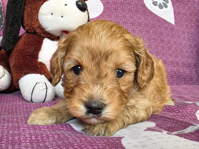 Cavapoo Welpe kaufen