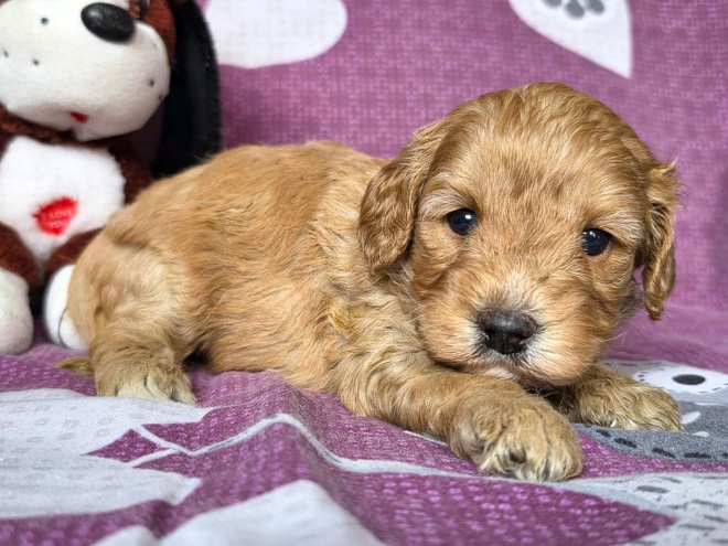 Cavapoo Welpe kaufen