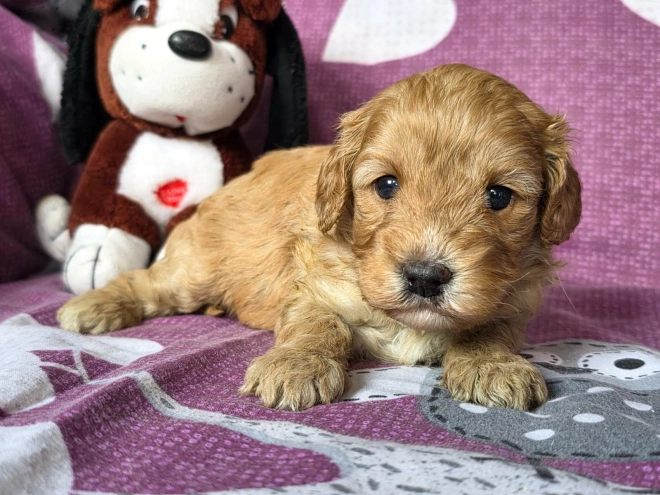 Cavapoo Welpe kaufen