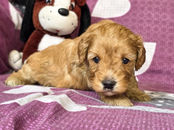 Cavapoo Welpe kaufen