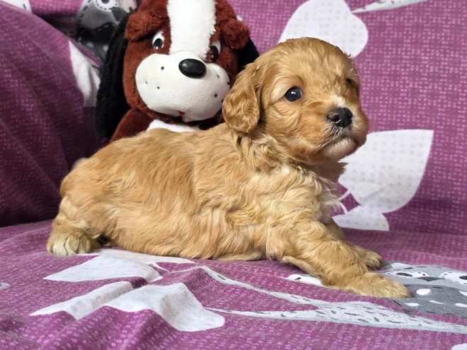 Cavapoo Welpe kaufen