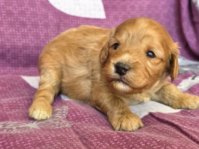 Cavapoo Welpe kaufen