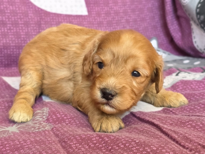 Cavapoo Welpe kaufen