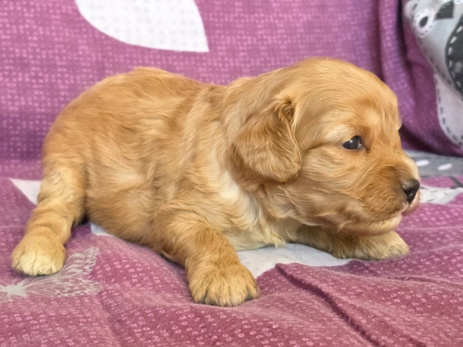 Cavapoo Welpe kaufen