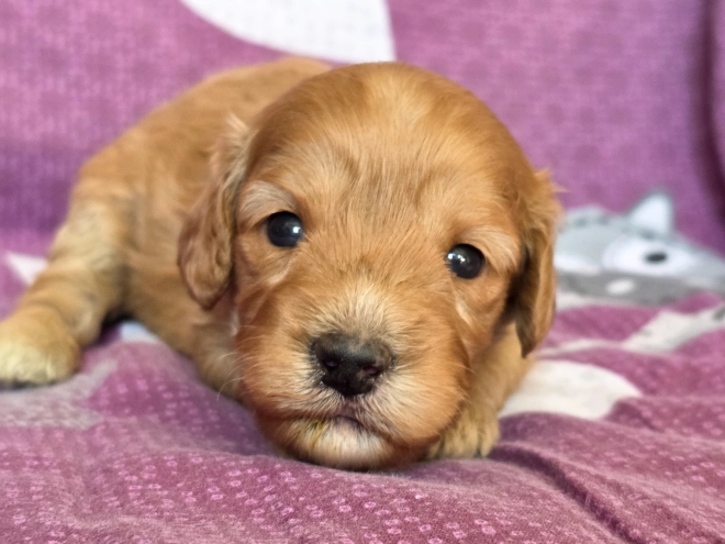 Cavapoo Welpe kaufen