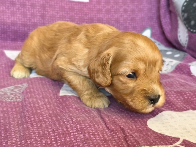 Cavapoo Welpe kaufen