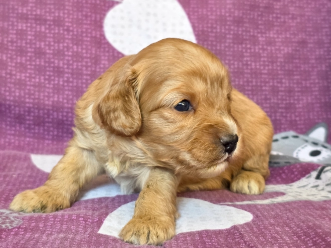 Cavapoo Welpe kaufen