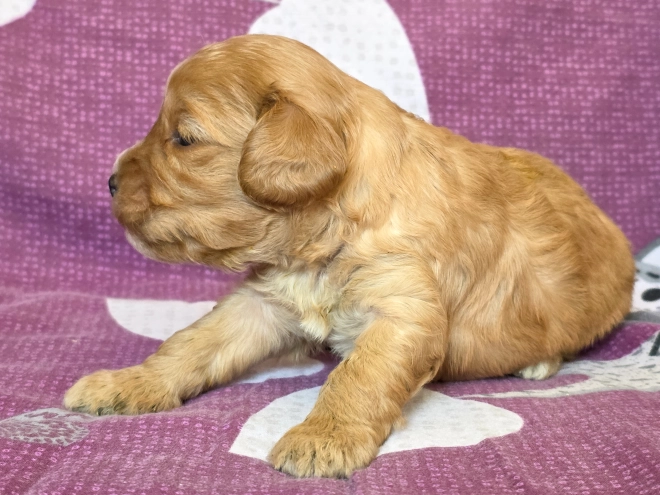Cavapoo Welpe kaufen