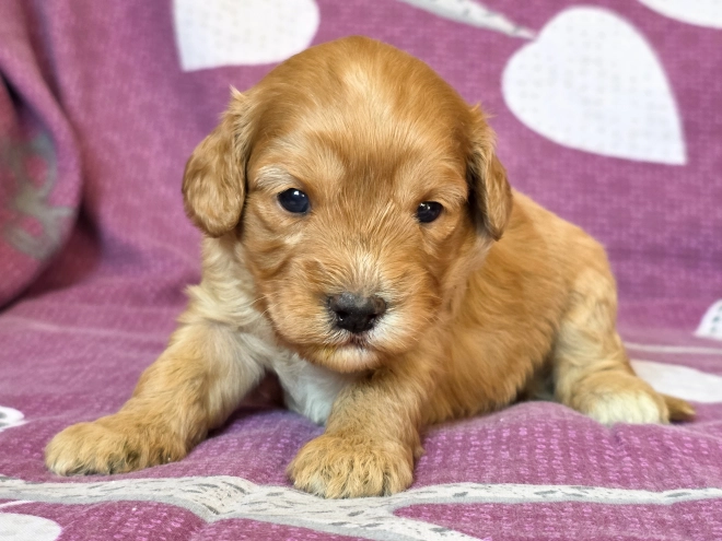 Cavapoo Welpe kaufen