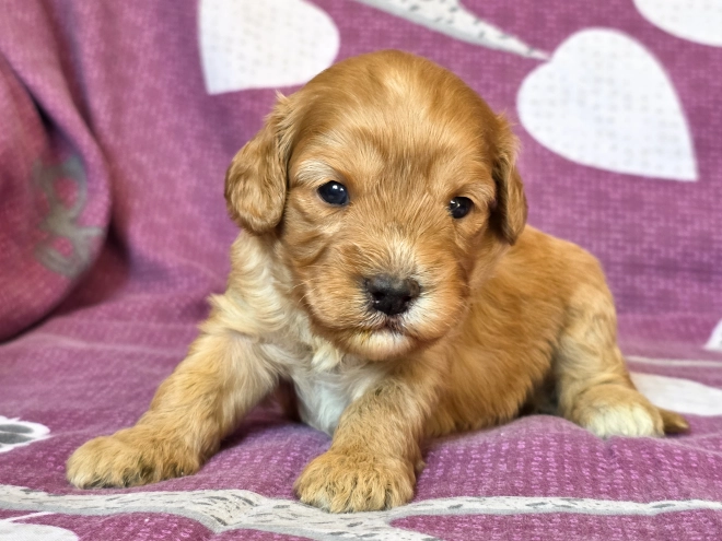 Cavapoo Welpe kaufen