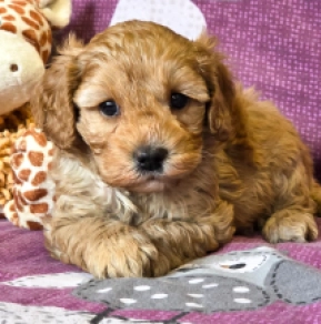 Cavapoo puppy for sale