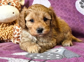 Perros Cavapoo en venta