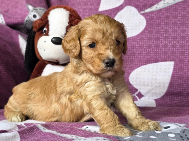 Cavapoo Welpe kaufen